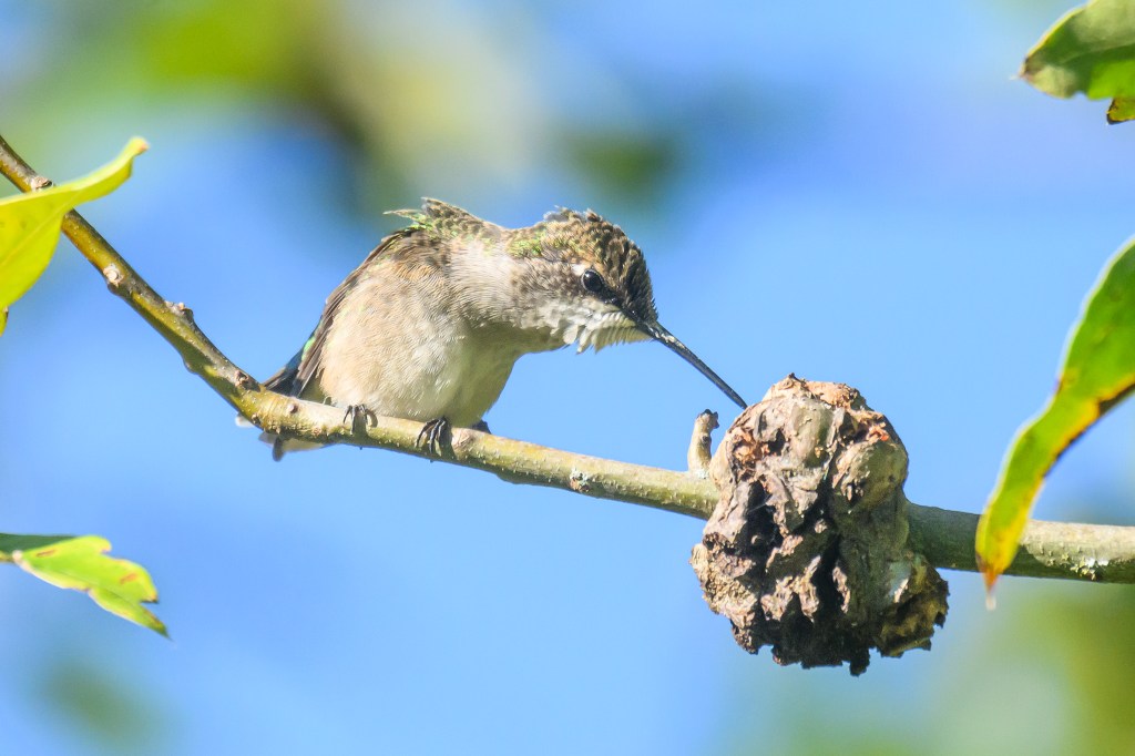 They eat insects&nbsp;too!
