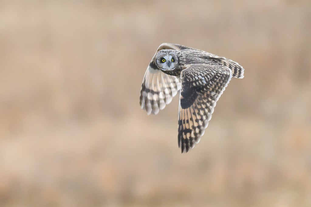 Wings Up or Down, No&nbsp;Pancakes