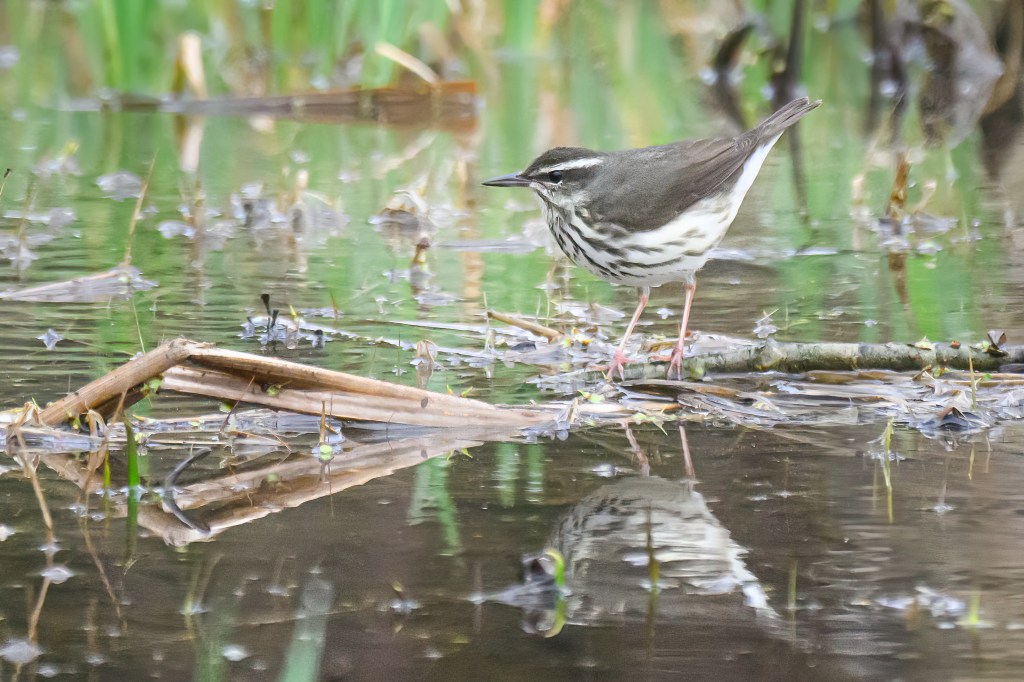 This is Not the Bird You are Looking&nbsp;for.