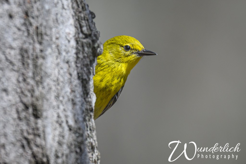 Imposter in My&nbsp;Backyard?