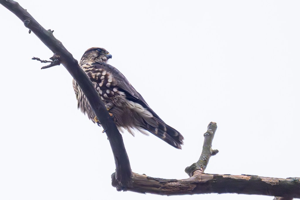 2025 Washington County Photography Big&nbsp;Year.