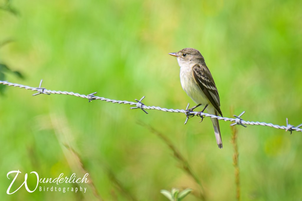 Identifying flycatchers can be quite&nbsp;challenging.